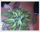 Plantains_fresh_from_Lagos 
